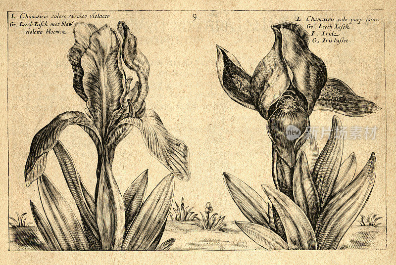 植物艺术印刷，Chamaeiris，鸢尾，开花植物，Hortus Floridus, Crispin de Passe，复古插图，17世纪